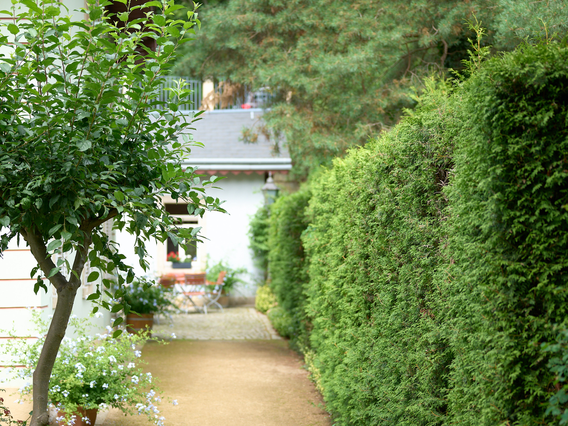 KI generiert: Das Bild zeigt einen Gartenweg, der von einem kleinen Baum und einer dichten Hecke flankiert wird. Im Hintergrund ist ein Teil eines Hauses mit einem Fenster und Gartentisch zu sehen.